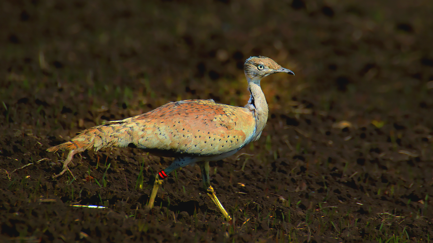 Macqueen's Bustard
